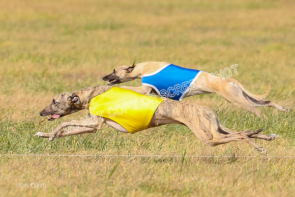 2) Finals Fch A 1, Little Bit Archer Harley-7137