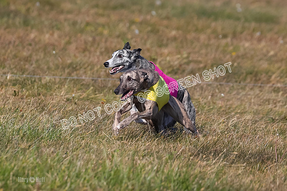 1) Prelim Fch 5 A, Little Bit Whisper -5355