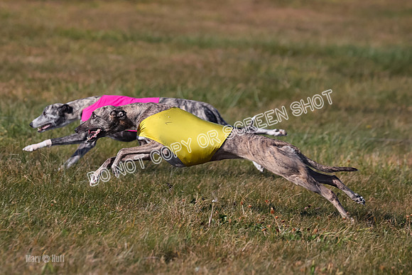 1) Prelim Fch 5 A, Little Bit Whisper -5369
