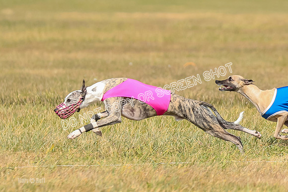 2) Finals Fch A 1, Little Bit Archer Harley-7126