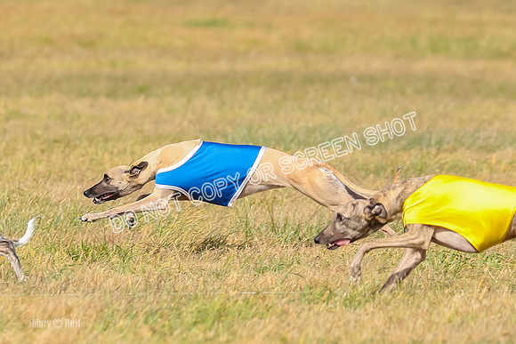 2) Finals Fch A 1, Little Bit Archer Harley-7132