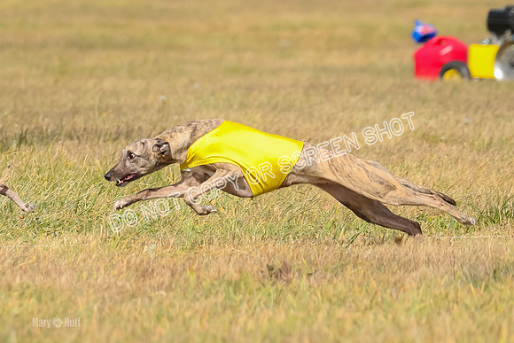 2) Finals Fch A 1, Little Bit Archer Harley-7127