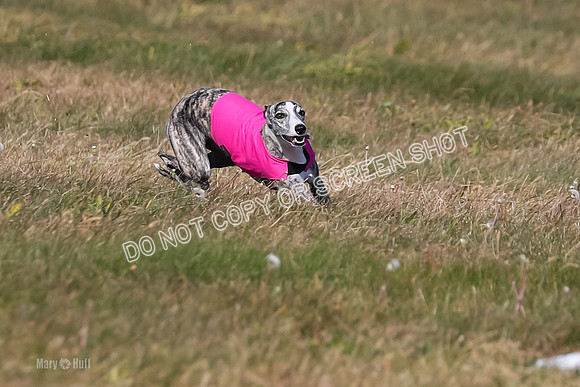 1) Prelim Fch 5 A, Little Bit Whisper -5344