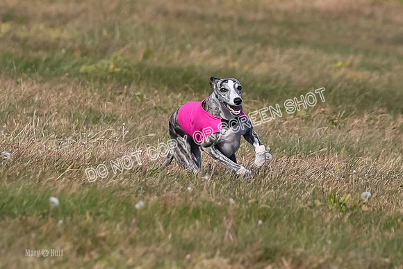 1) Prelim Fch 5 A, Little Bit Whisper -5346