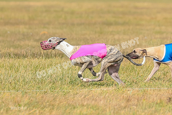 2) Finals Fch A 1, Little Bit Archer Harley-7125