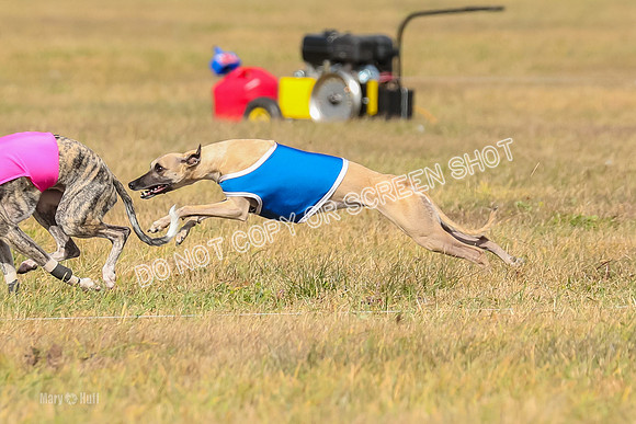 2) Finals Fch A 1, Little Bit Archer Harley-7124
