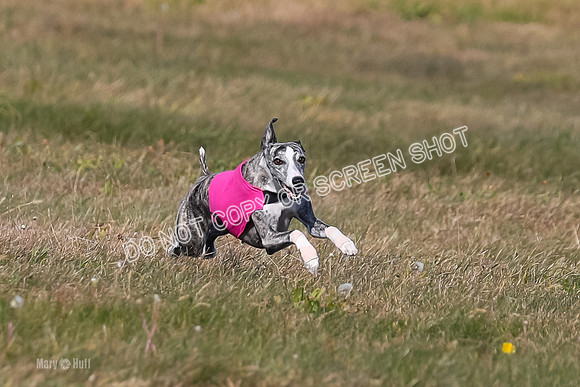 1) Prelim Fch 5 A, Little Bit Whisper -5347