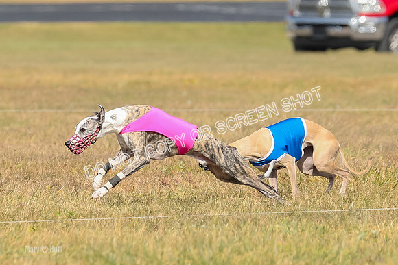 2) Finals Fch A 1, Little Bit Archer Harley-7115