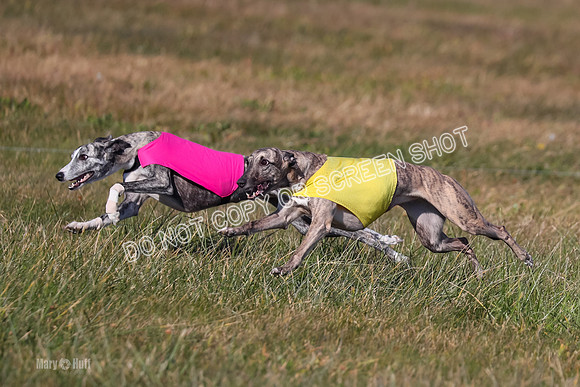 1) Prelim Fch 5 A, Little Bit Whisper -5360