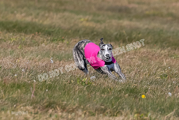 1) Prelim Fch 5 A, Little Bit Whisper -5348