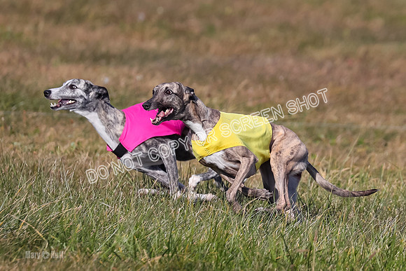 1) Prelim Fch 5 A, Little Bit Whisper -5358