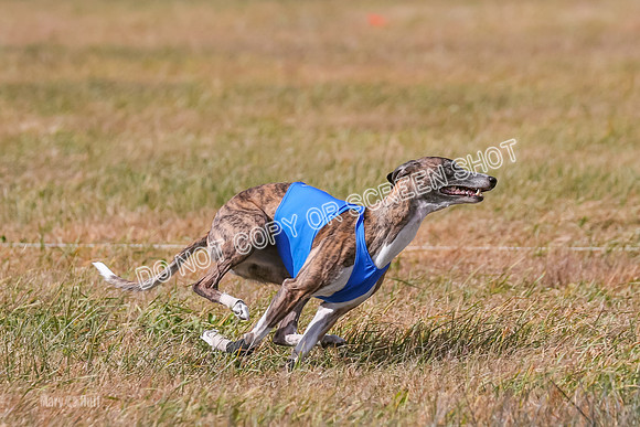 2) Finals Fch A 2, Brag Smore Warrior-7212