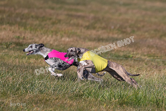 1) Prelim Fch 5 A, Little Bit Whisper -5359
