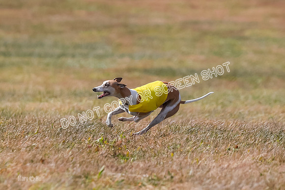 2) Finals Fch A 2, Brag Smore Warrior-7198