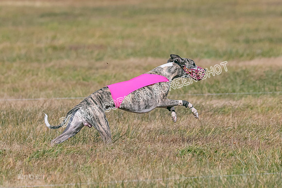 2) Finals Fch A 1, Little Bit Archer Harley-7176