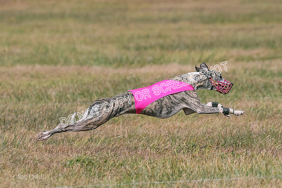 2) Finals Fch A 1, Little Bit Archer Harley-7177