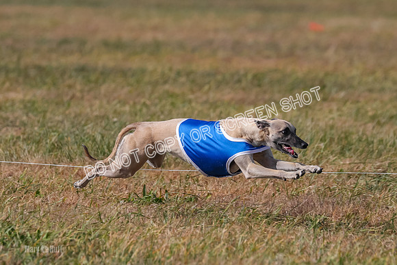 2) Finals Fch A 1, Little Bit Archer Harley-7163