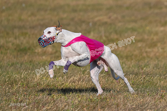 1) Prelim Fch 2 A, Vengeance Y Smore -5268