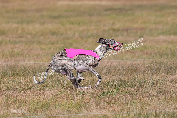2) Finals Fch A 1, Little Bit Archer Harley-7175