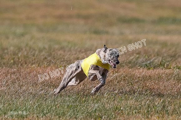 2) Finals Fch A 1, Little Bit Archer Harley-7148