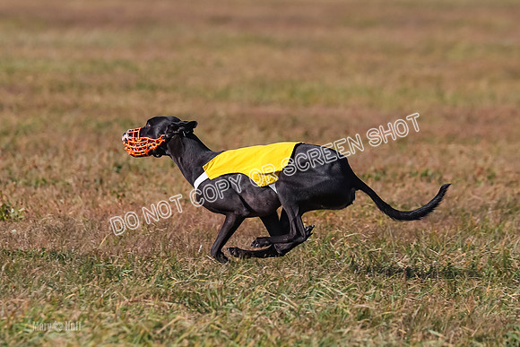 1) Prelim Fch 4 A, Rizzo Archer -5336