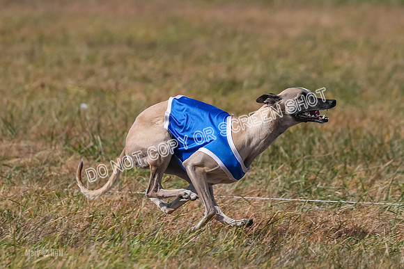 2) Finals Fch A 1, Little Bit Archer Harley-7165