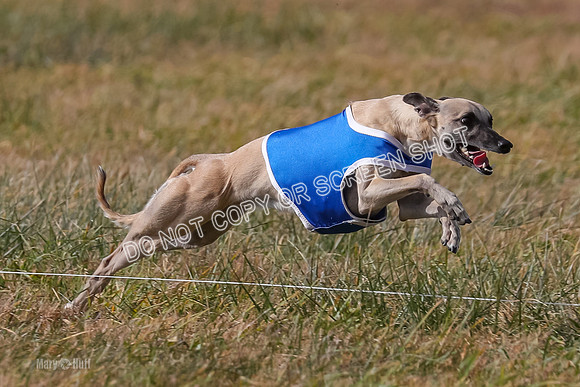 2) Finals Fch A 1, Little Bit Archer Harley-7159