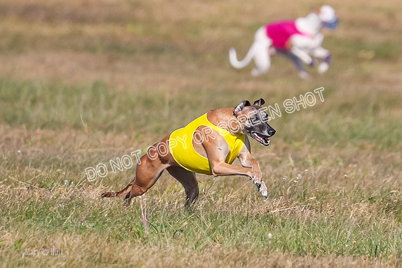 1) Prelim Fch 2 A, Vengeance Y Smore -5246