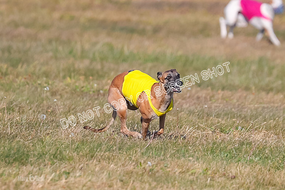 1) Prelim Fch 2 A, Vengeance Y Smore -5244