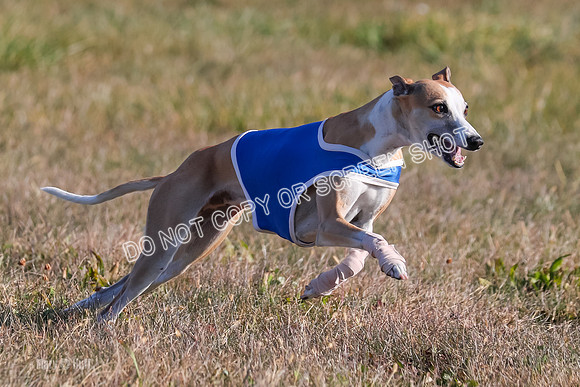 1) Prelim Fch 2 A, Vengeance Y Smore -5278