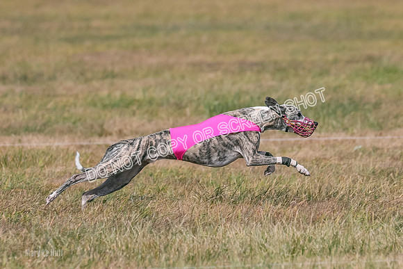2) Finals Fch A 1, Little Bit Archer Harley-7172