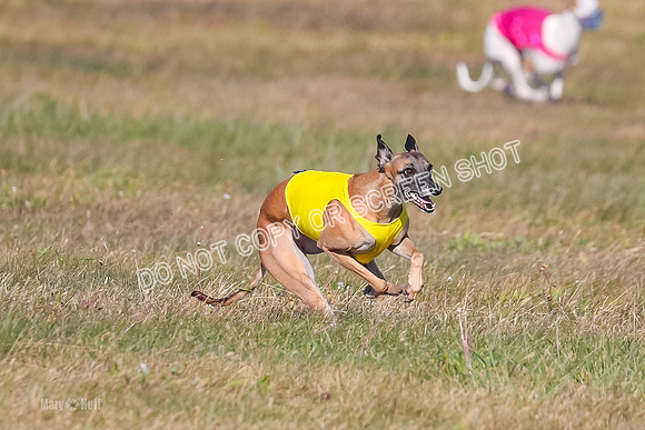 1) Prelim Fch 2 A, Vengeance Y Smore -5245