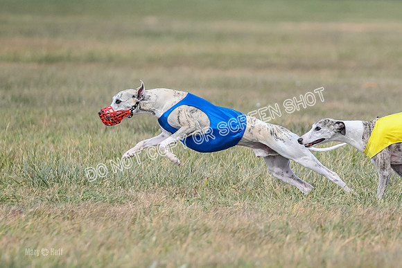 2) Finals Fch B 3, Thor Raven Elton-7598