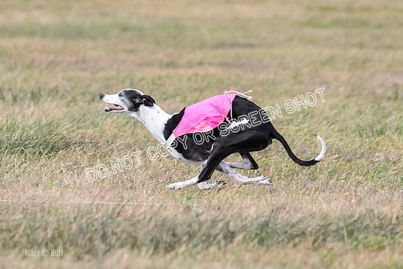 2) Finals Fch B 3, Thor Raven Elton-7613
