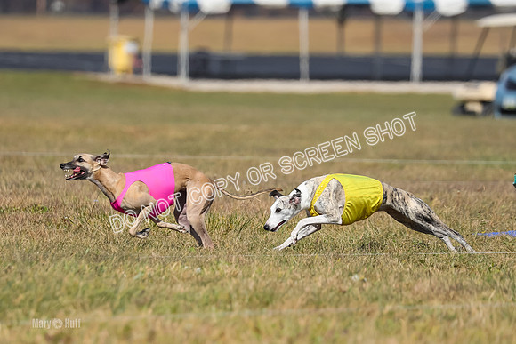 2) Finals Fch B 5, Roxie Justice-7778