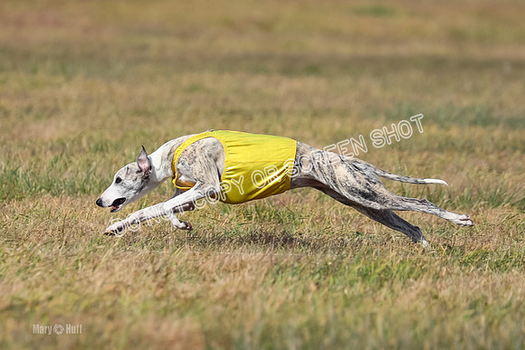 2) Finals Fch B 5, Roxie Justice-7793