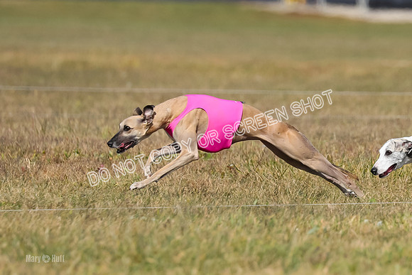 2) Finals Fch B 5, Roxie Justice-7779