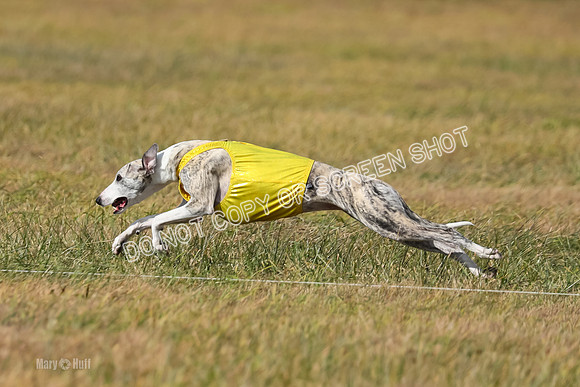 2) Finals Fch B 5, Roxie Justice-7800