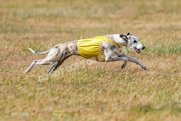 2) Finals Fch B 5, Roxie Justice-7829