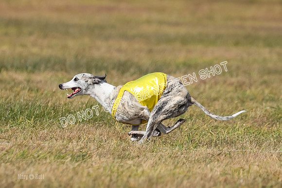 2) Finals Fch B 5, Roxie Justice-7795