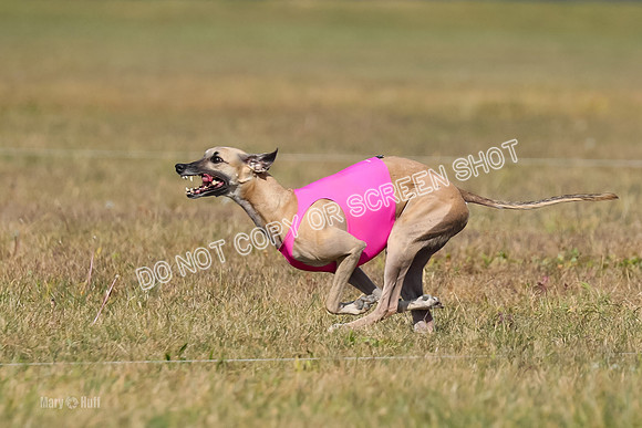 2) Finals Fch B 5, Roxie Justice-7781
