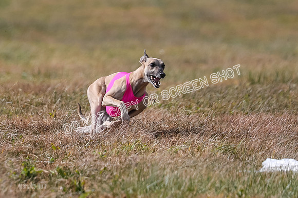 2) Finals Fch B 5, Roxie Justice-7811