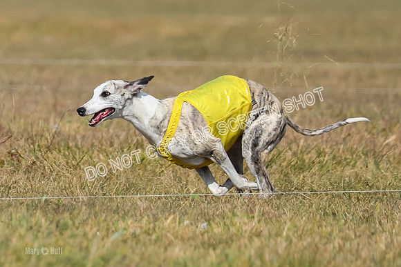 2) Finals Fch B 5, Roxie Justice-7780