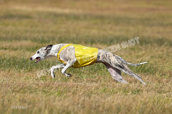2) Finals Fch B 5, Roxie Justice-7796