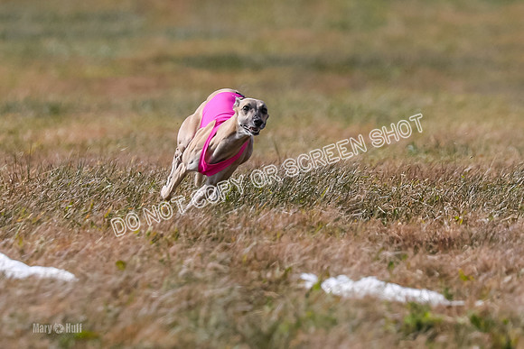 2) Finals Fch B 5, Roxie Justice-7806