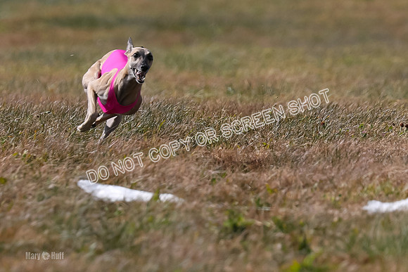 2) Finals Fch B 5, Roxie Justice-7807