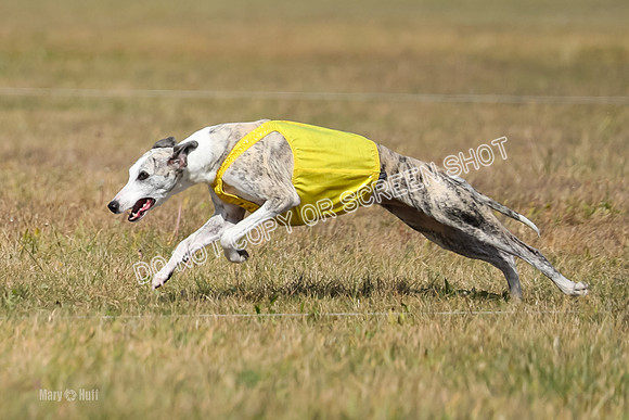 2) Finals Fch B 5, Roxie Justice-7783