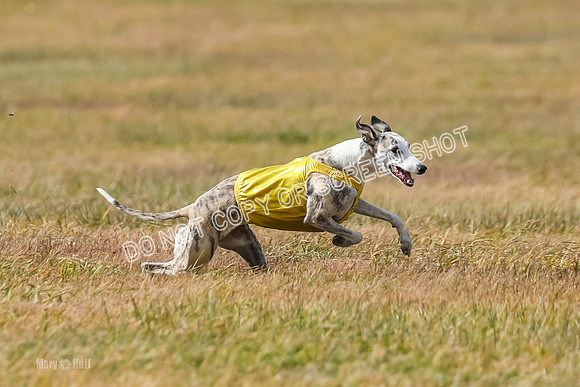 2) Finals Fch B 5, Roxie Justice-7822