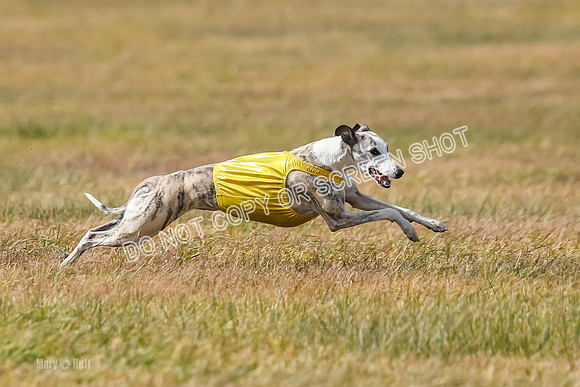 2) Finals Fch B 5, Roxie Justice-7823