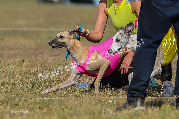 2) Finals Fch B 5, Roxie Justice-7772